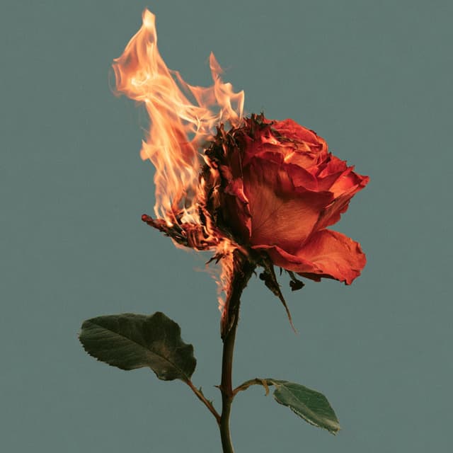 Brennende Rose