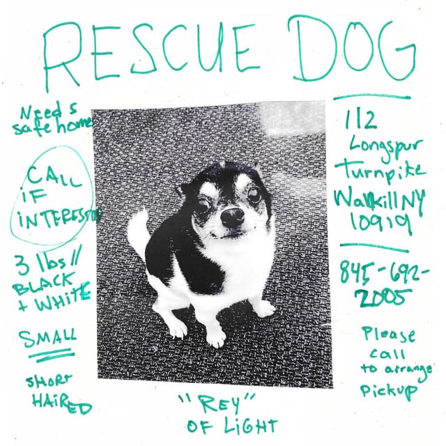 Rescue Dog