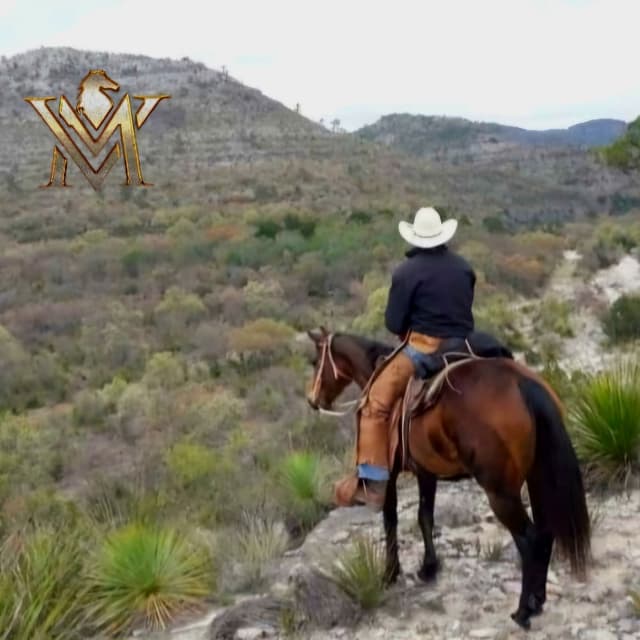 Caballos robados