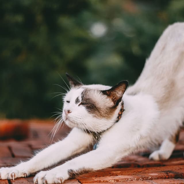 Purrfect Oceanic Cat Zen: Relaxing Meows and Peaceful Stretches