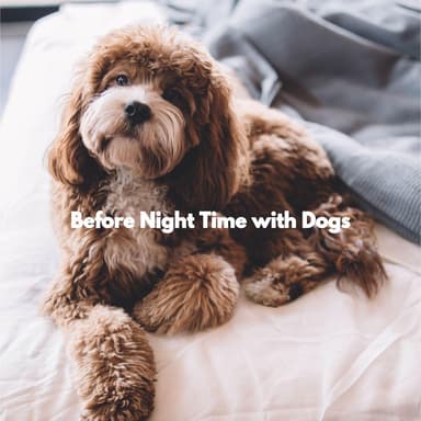 Before Night Time with Dogs