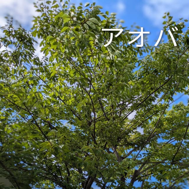aoba