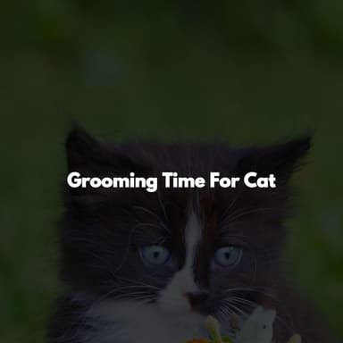 Grooming Time For Cat