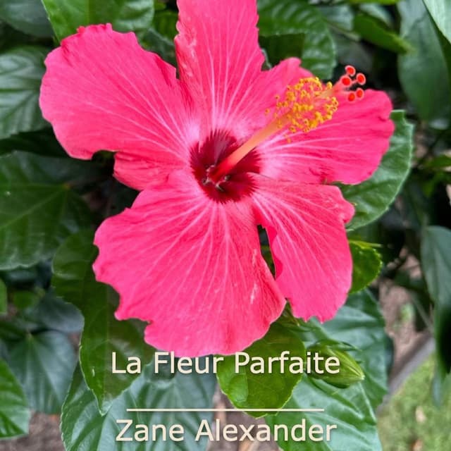 La Fleur Parfaite (Session acoustique en extérieur)