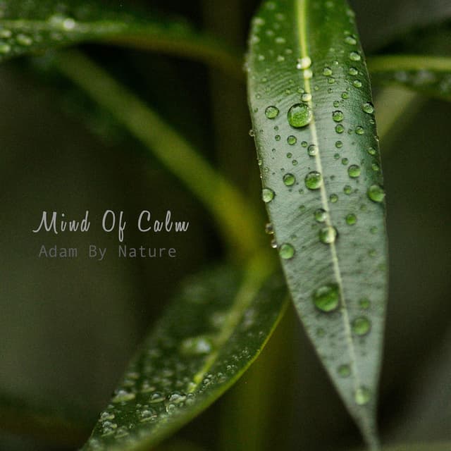 Mind Of Calm