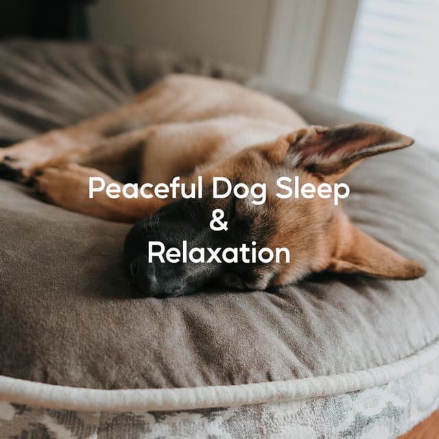 Peaceful Dog Sleep & Relaxation