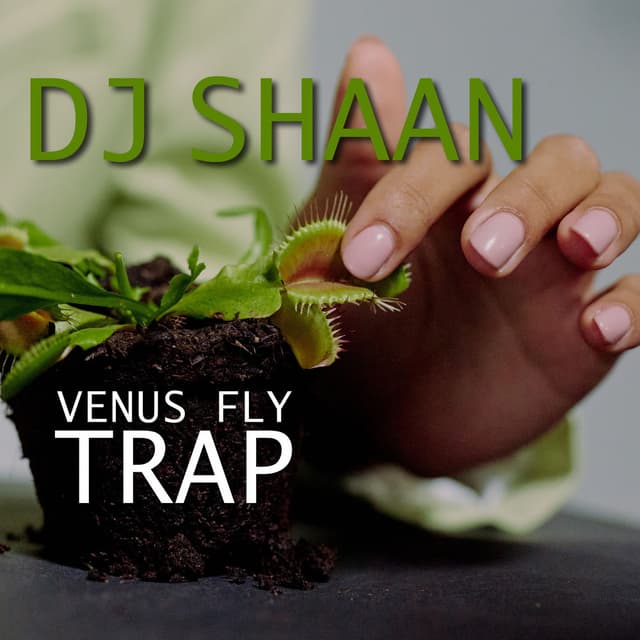 Venus Fly Trap