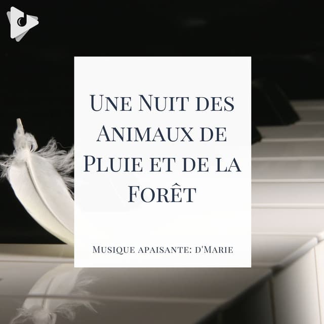 Une Nuit des Animaux de Pluie et de la Forêt
