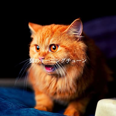 猫のモーニングチューン