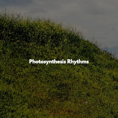 Photosynthesis Rhythms