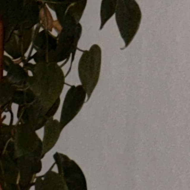 Netherwall