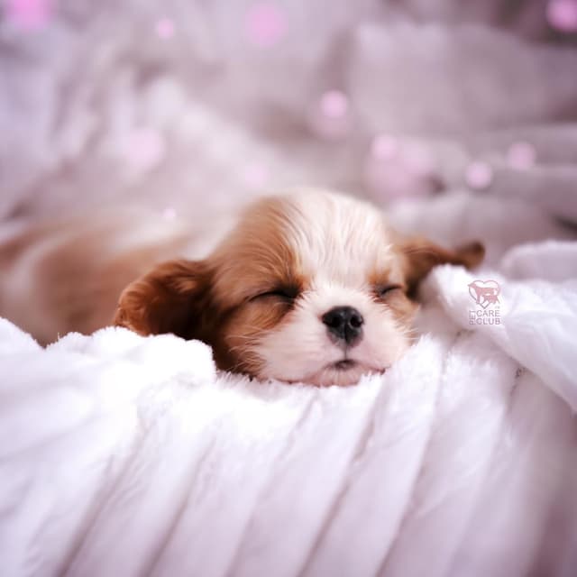 Puppy Nap Haven