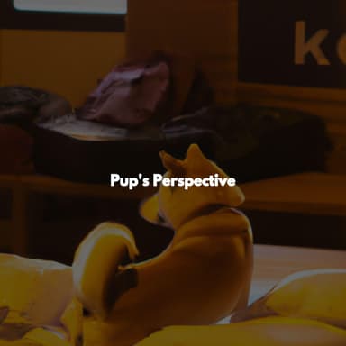 Pup's Perspective