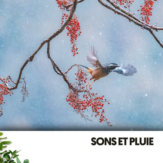 Sons et pluie : Pluie douce et chants d'oiseaux