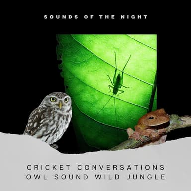 Cricket Conversations, Owl Sound, Wild Jungle Sounds