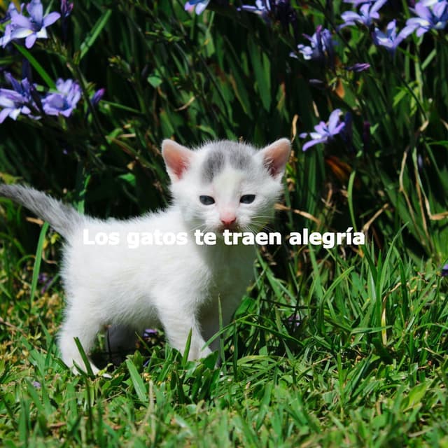 Los gatos te traen alegría