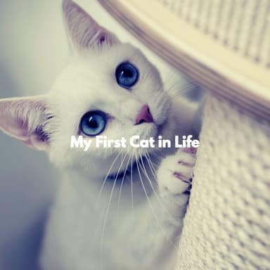 My First Cat in Life