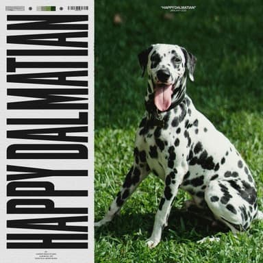 Happy Dalmatian
