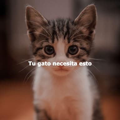 Tu gato necesita esto