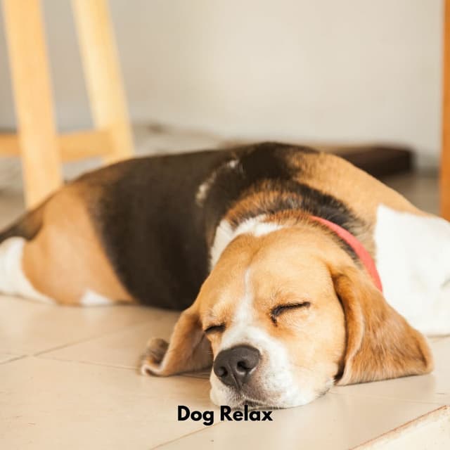 Dog Relax