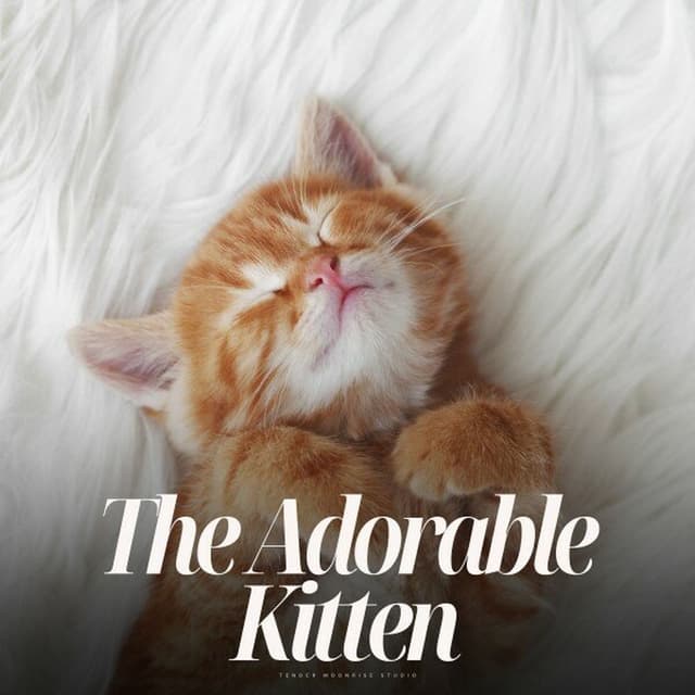 The Adorable Kitten