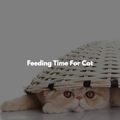 Feeding Time For Cat