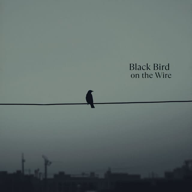 Black Bird on the Wire