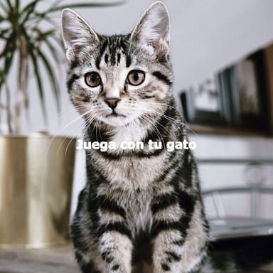 Juega con tu gato
