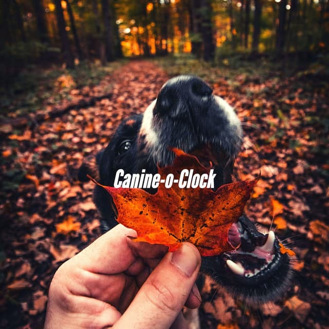 Canine-o-Clock