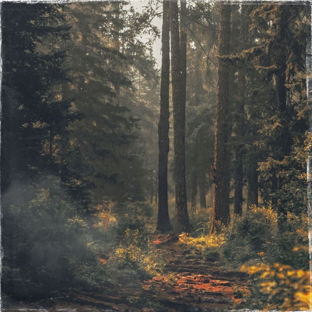 Lying in the forest