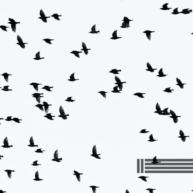 Birds Singing For Your Calmness