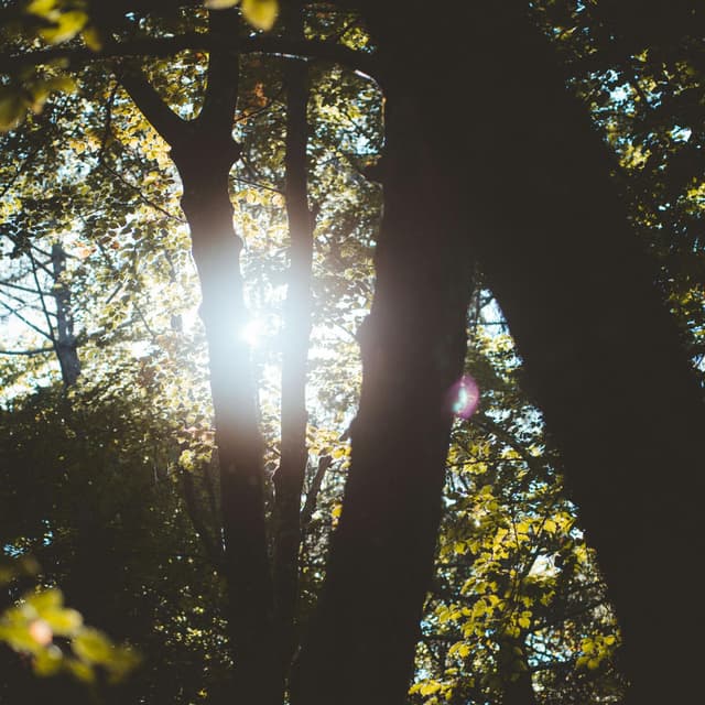 Lost From Sight and Memory