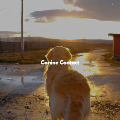 Canine Contact