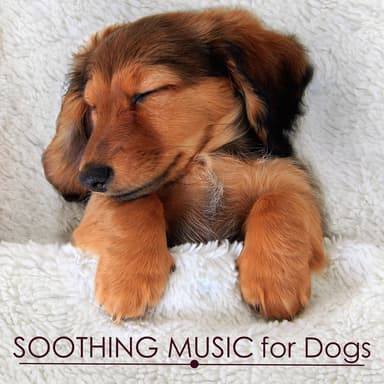 Instrumental Music with Night Nature Sounds