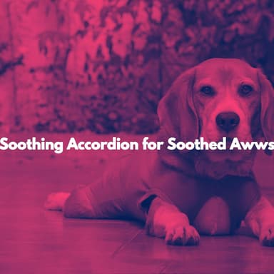 Soothing Accordion for Soothed Awws