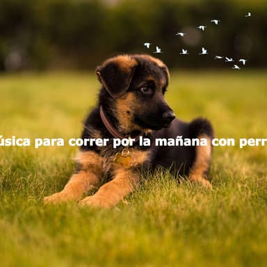 Música para correr por la mañana con perros