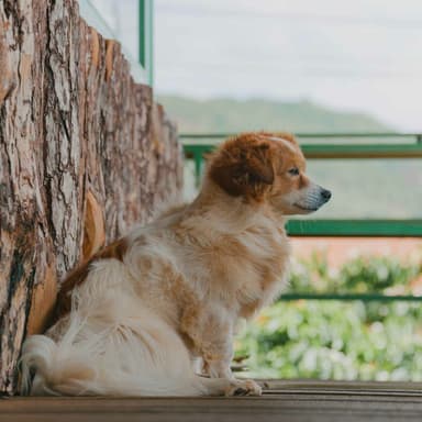 Backdrop for Weekends with Pups