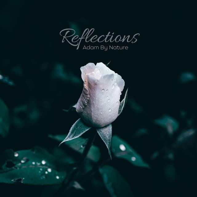 Reflections