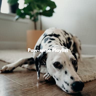 Paw-some Playlist
