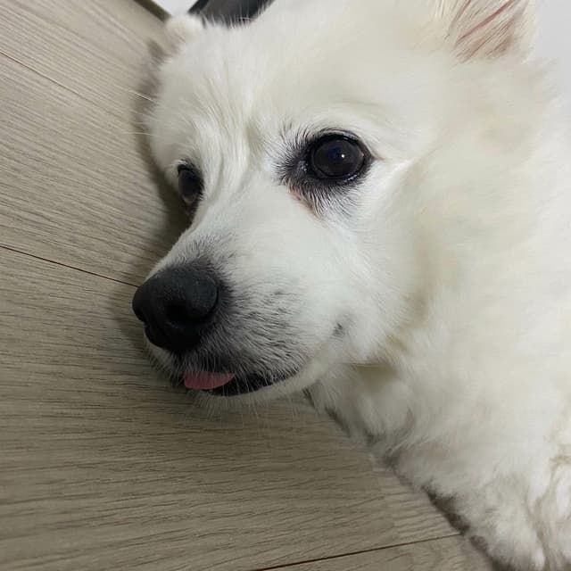 happy dog