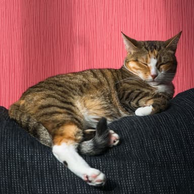 Enchanted Catnap Escapes: Fire's Chill Music for Relaxed Cats