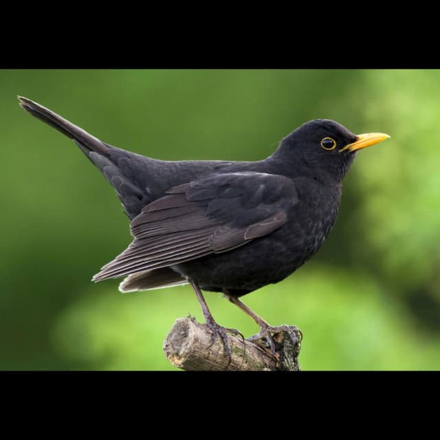 The Blackbirds Blessing