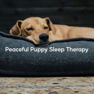 Peaceful Puppy Sleep Therapy