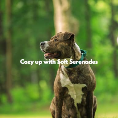 Cozy up with Soft Serenades