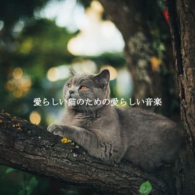 愛らしい猫のための愛らしい音楽