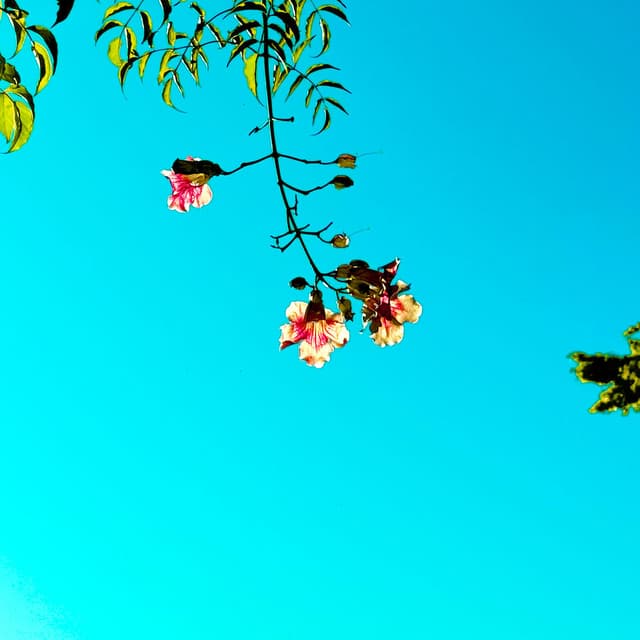 Please Don’t Stop the Music (Bass Edit)