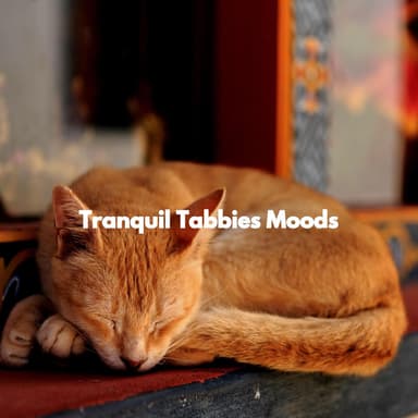 Tranquil Tabbies Moods