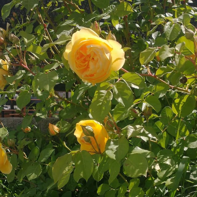 Verano 23