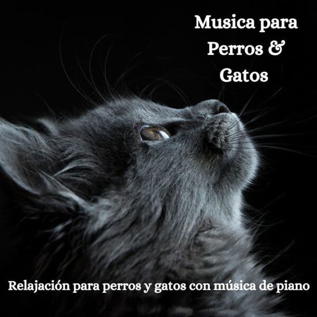 Relajación para Perros y Gatos Con Música de Piano