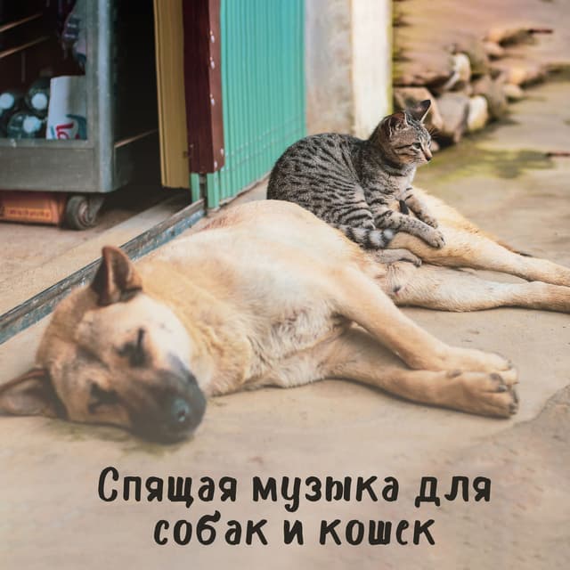 Спящая музыка для собак и кошек: Расслабьтесь, Терапия для домашних животных, Снятие стресса